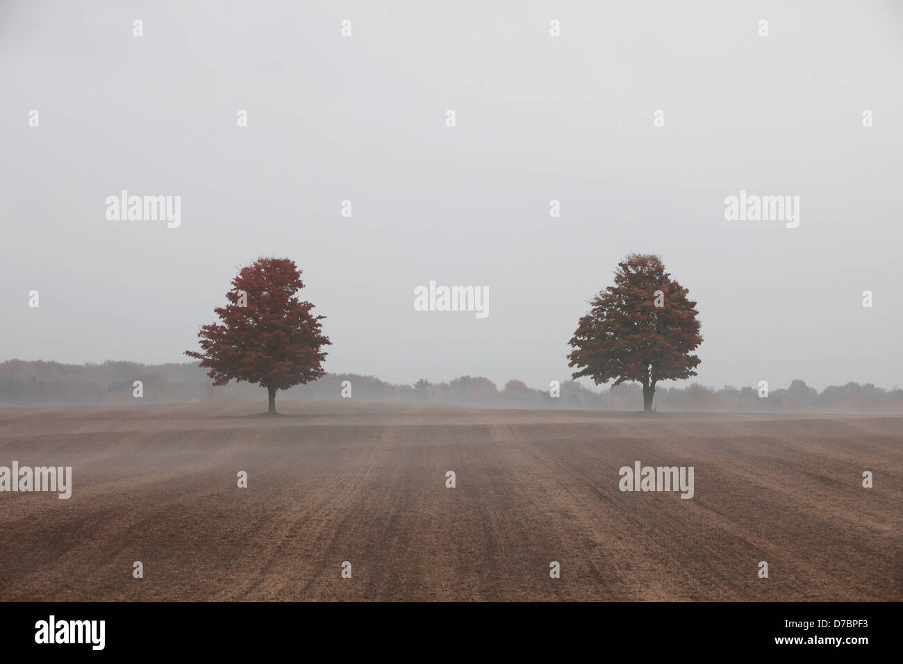 Two Trees In A Farm Field In Autumn;Caledon Ontario Canada Stock Photo