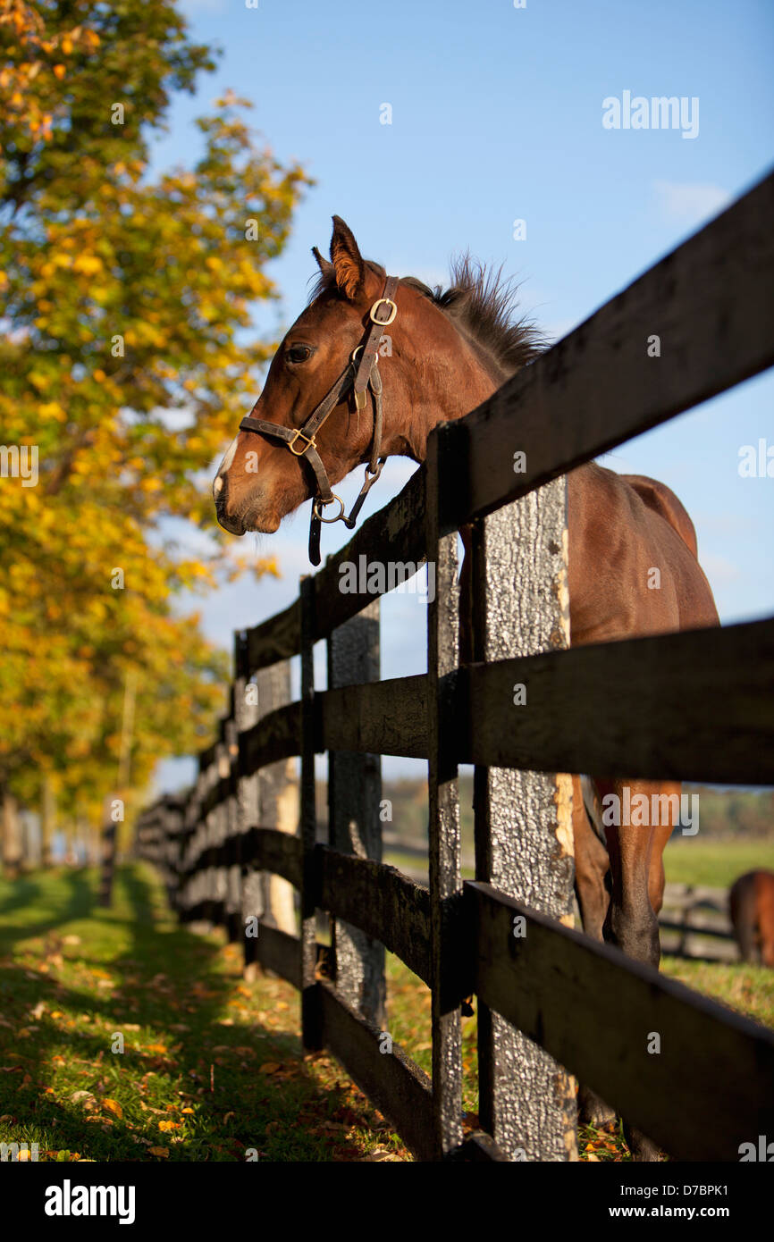 Horse By Farm Fence In Autumn;Caledon Ontario Canada Stock Photo