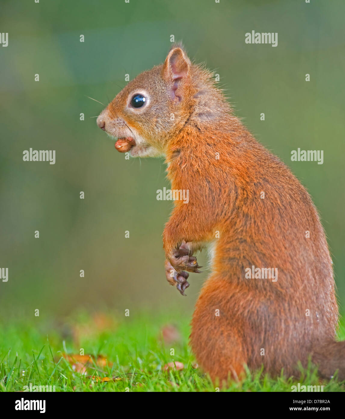 Squirrel bite hires stock photography and images Alamy