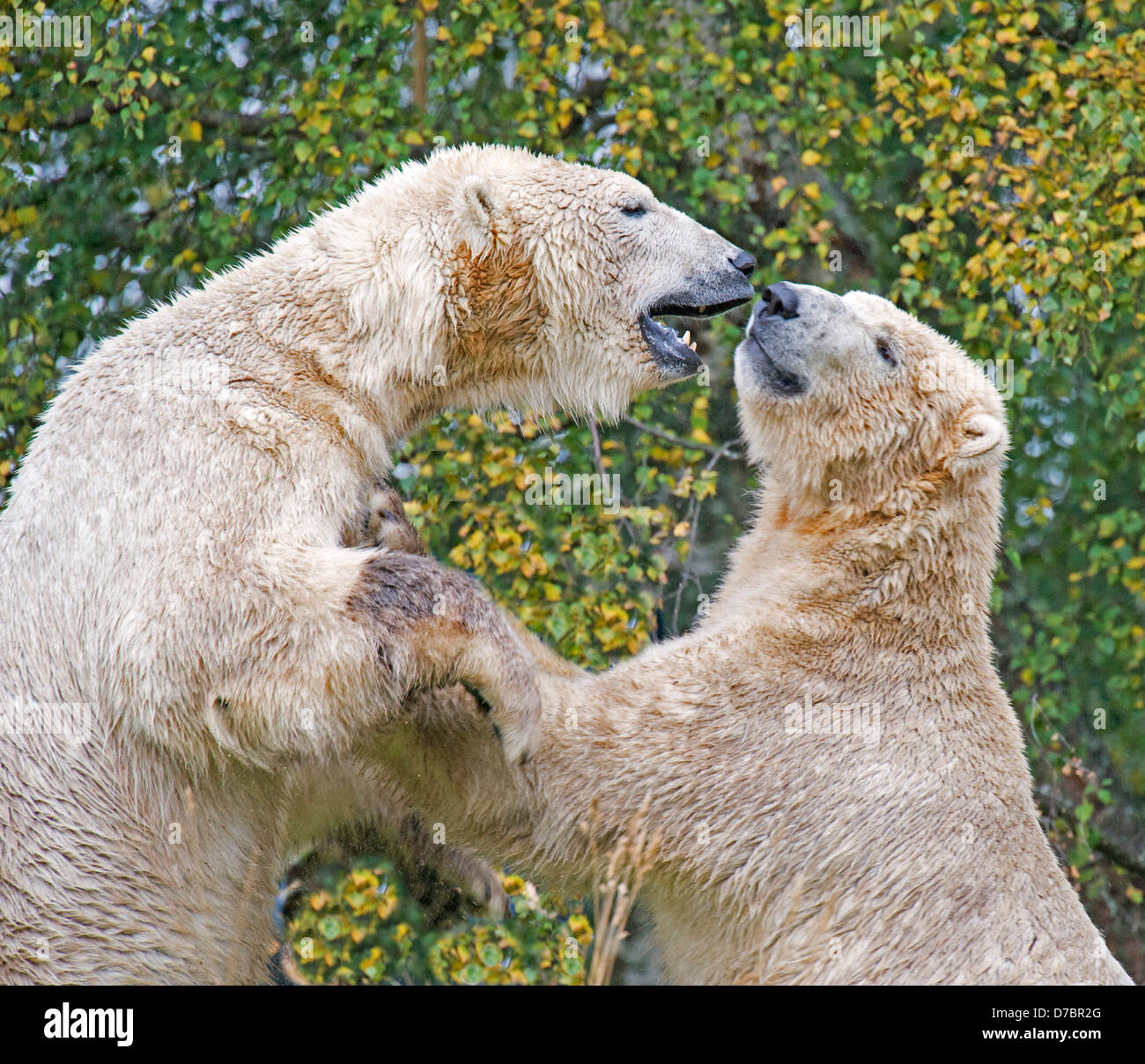 Polar Bears; Scottish; Highland; Wildlife; Park; (Captured Stock Photo Alamy