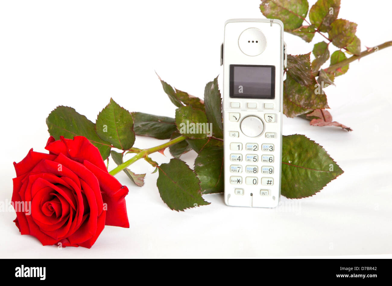 red roses with telephone isolated on white Stock Photo Alamy