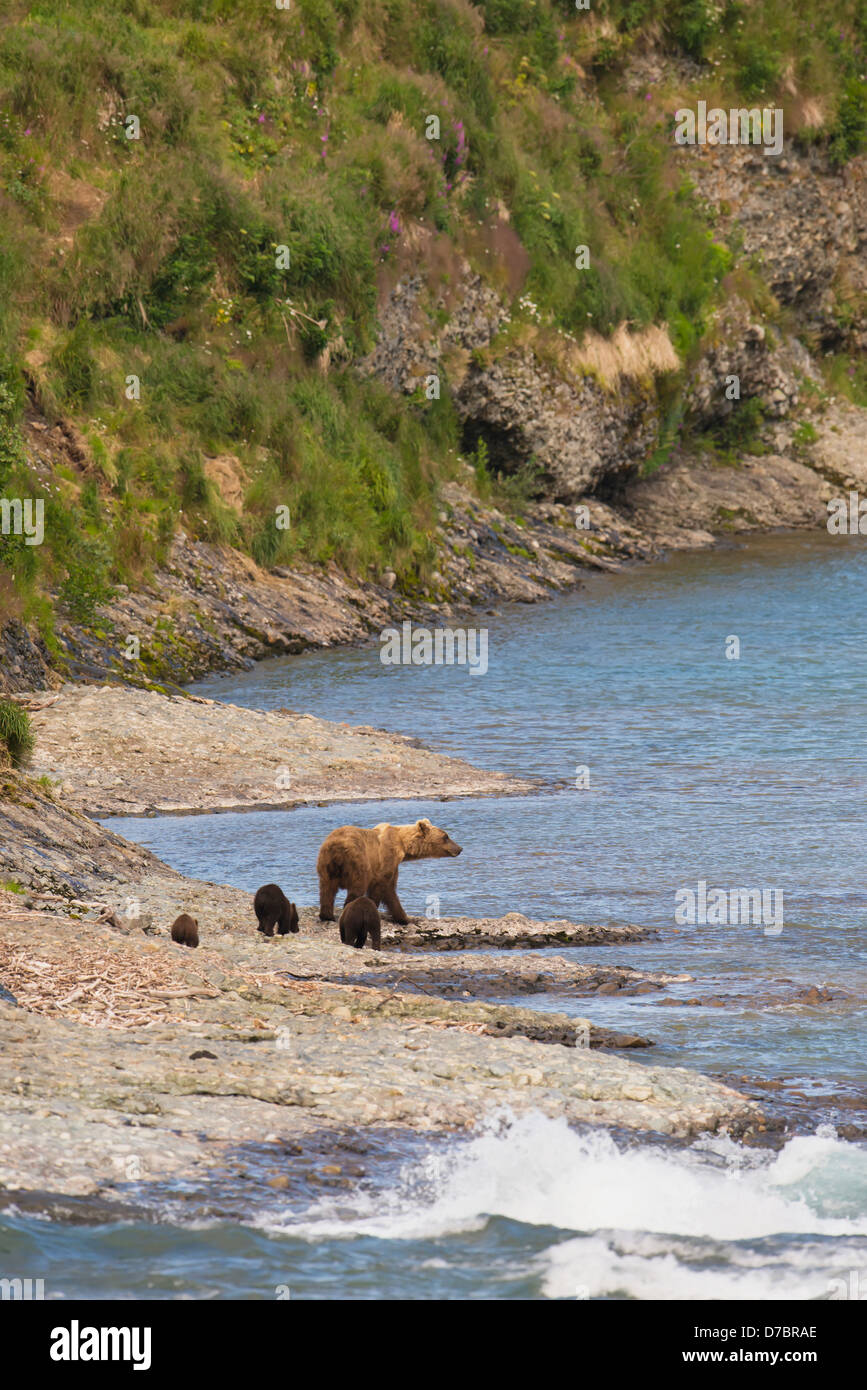 Mother bear teaching the cubs hi-res stock photography and images - Alamy