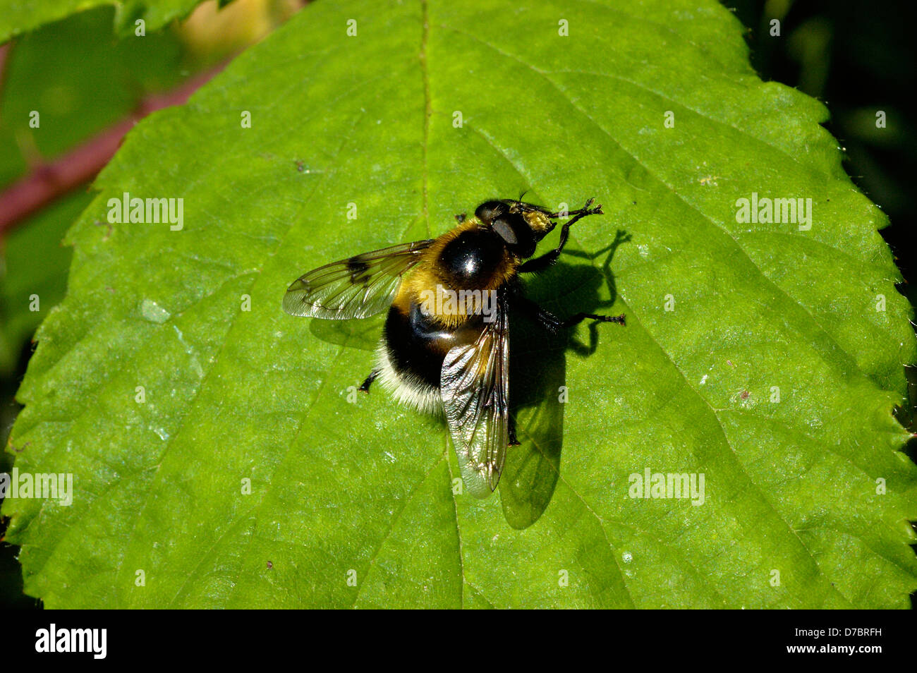 Bumble bee plume-horn, a hover fly (Volucella bombylans: Syrphidae), a white-tailed bumble bee mimic UK Stock Photo