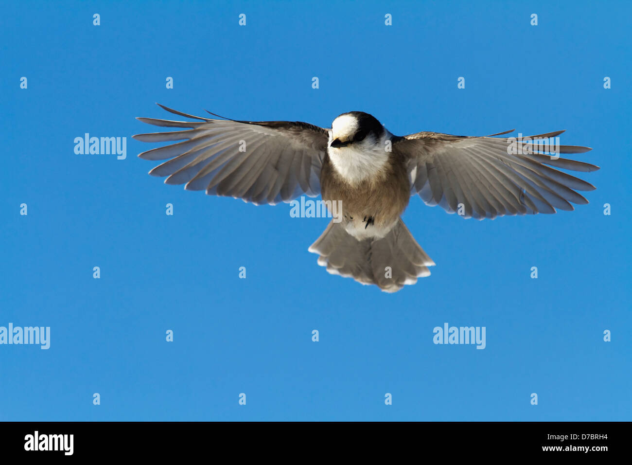 Gray Jay In Flight Over Gaspesie National Park Quebec Canada Stock Photo Alamy Gray Jay In Flight Over Gaspesie National Park Quebec Canada Stock Photo Alamy