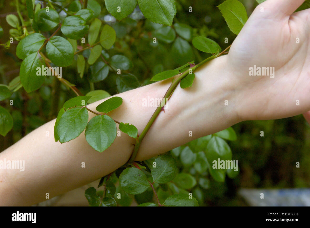 Climbing rose with thorns entwining girl's arm. Stock Photo