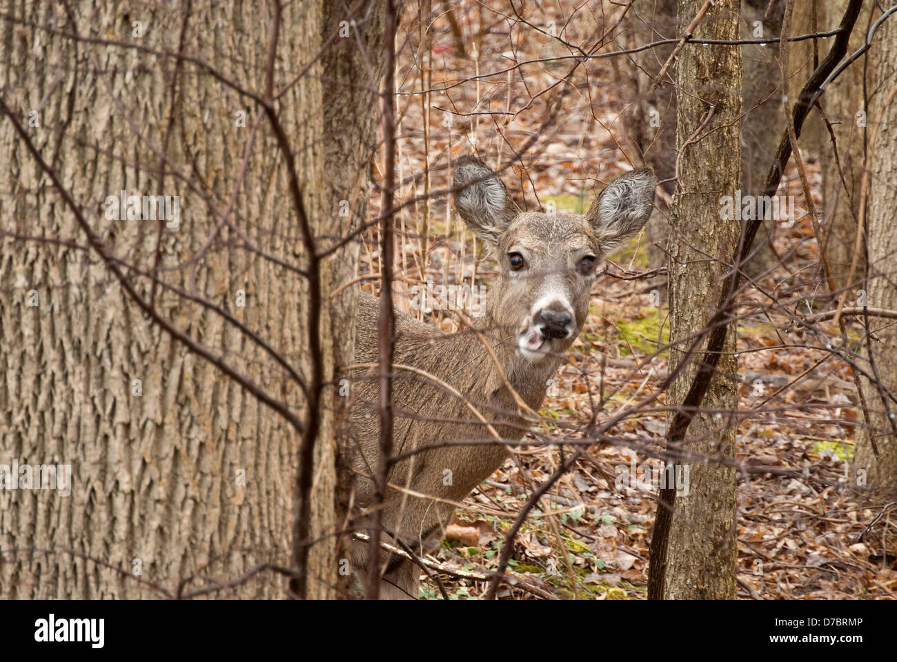 White tail deer. Stock Photo