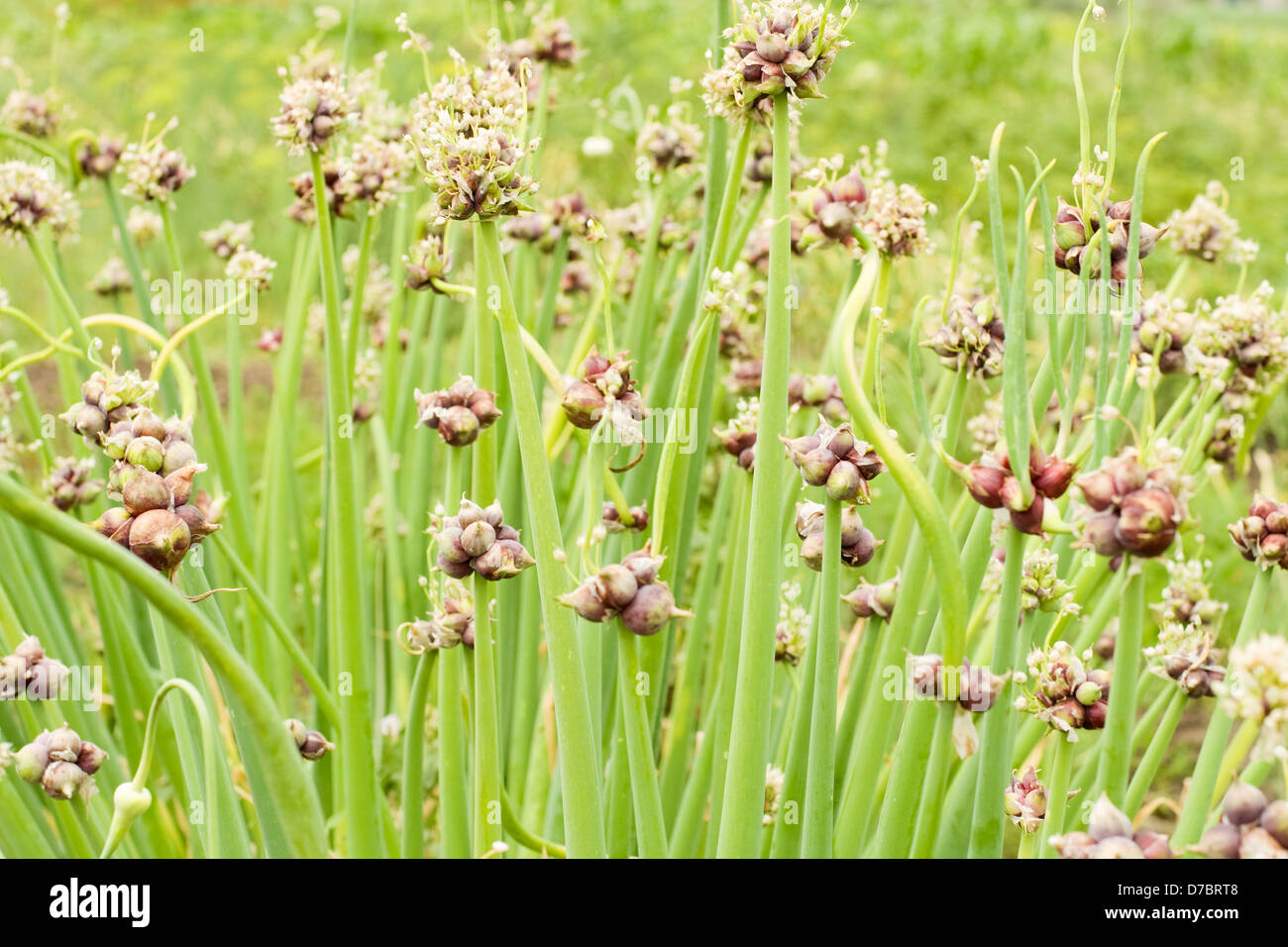 Onion seeds on green growing stalk Stock Photo Alamy