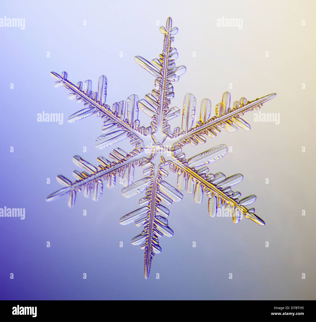 A real snowflake showing the classic 6-sided star shape photographed under  a microscope;Anchorage alaska USA Stock Photo - Alamy