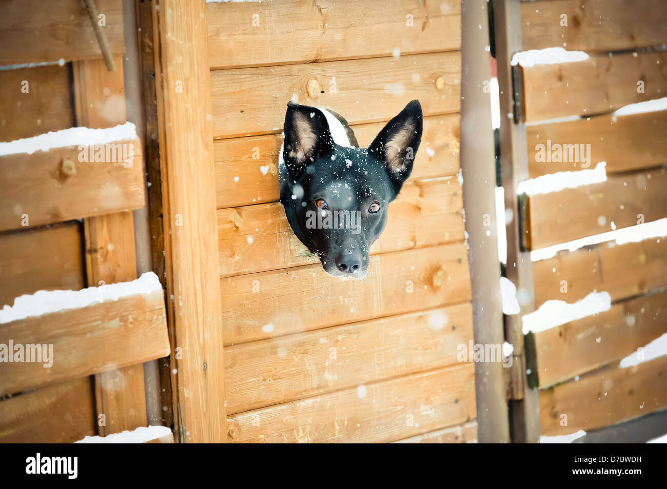 Curious dog looking from the hole in the fence Stock Photo Alamy