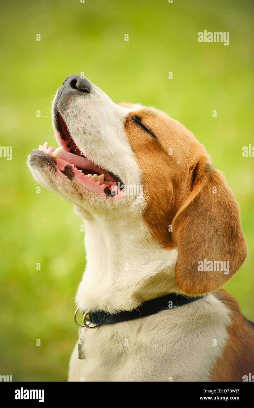 Portrait of cute beagle Stock Photo