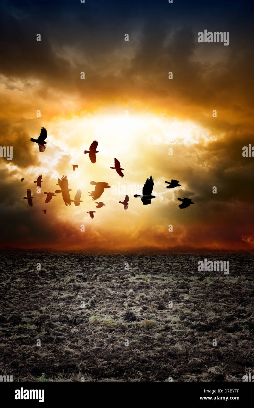 Big arable field, dark sunset sky, flock of flying ravens, crows in ...