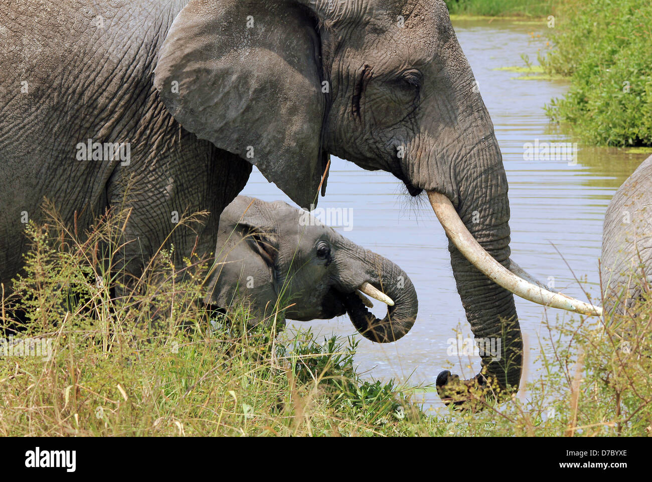 Elephants (Loxodonta Africana) Drinking at the Waterhole, Tarangire National Park, Tanzania Stock Photo