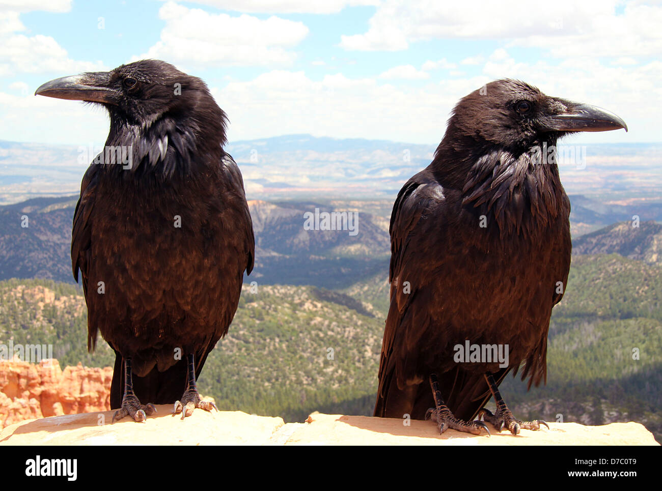 Ravens, Bryce Canyon National Park, Utah, USA Stock Photo