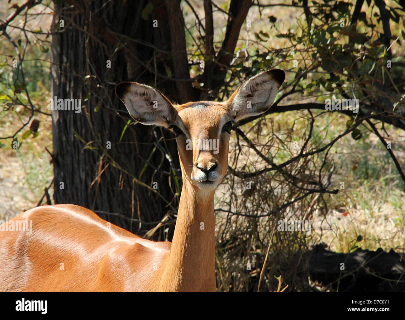 Impala, Moremi Game Reserve, Botswana Stock Photo