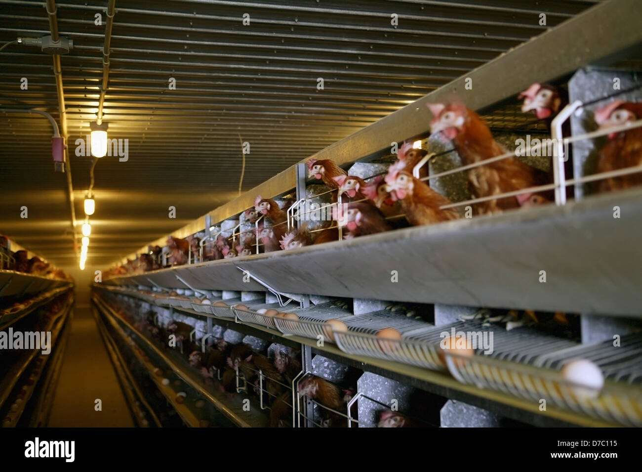 Interior Of Chicken Coop Newfoundland Canada Stock Photo
