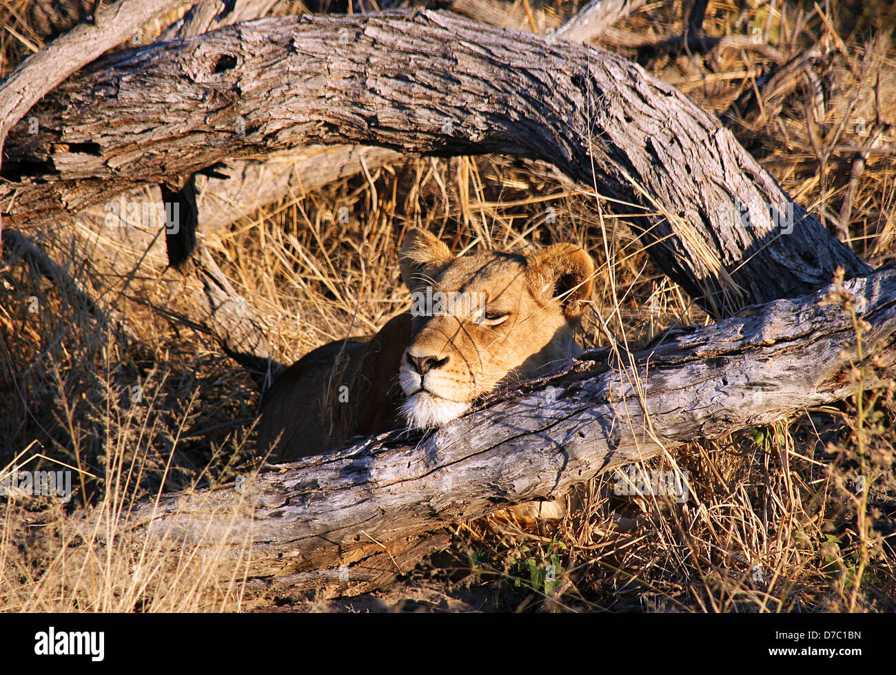 Lioness Resting, Khwai River, Botswana Stock Photo