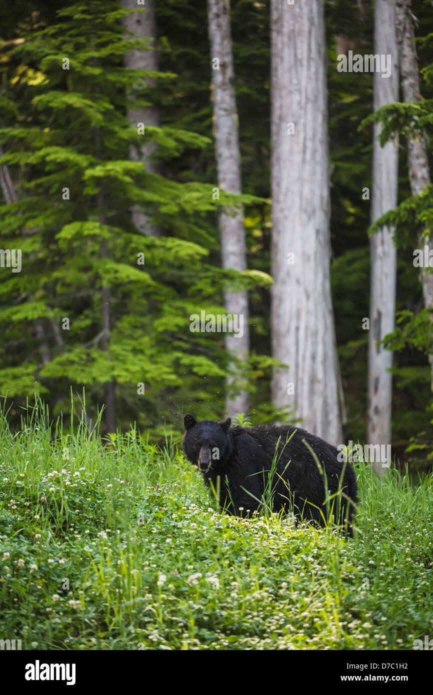 A black bear (ursus americanus) feeding on clover with cedar trees in the background;British columbia canada Stock Photo