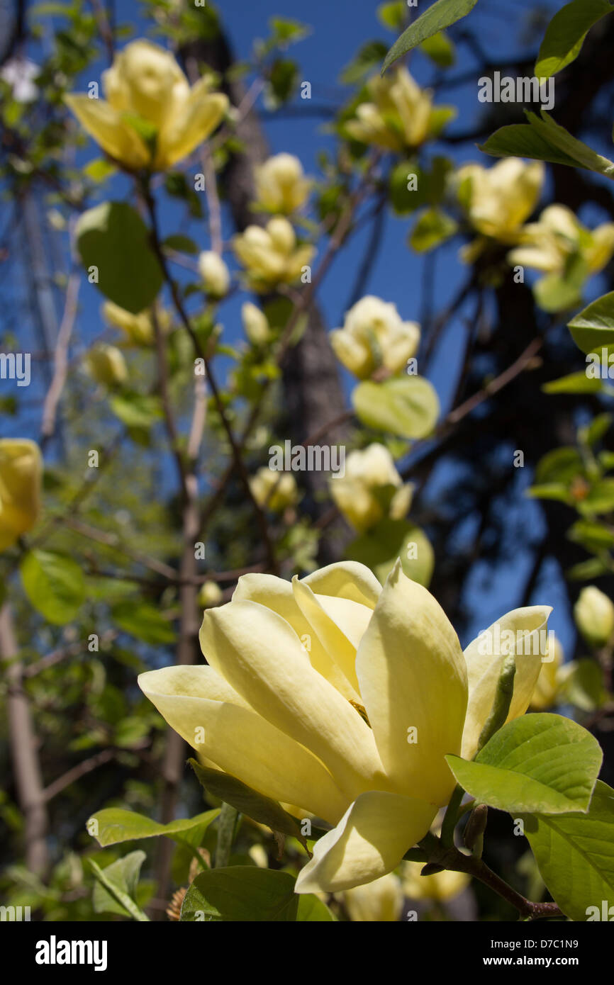 Yellow Magnolia High Resolution Stock Photography and Images - Alamy