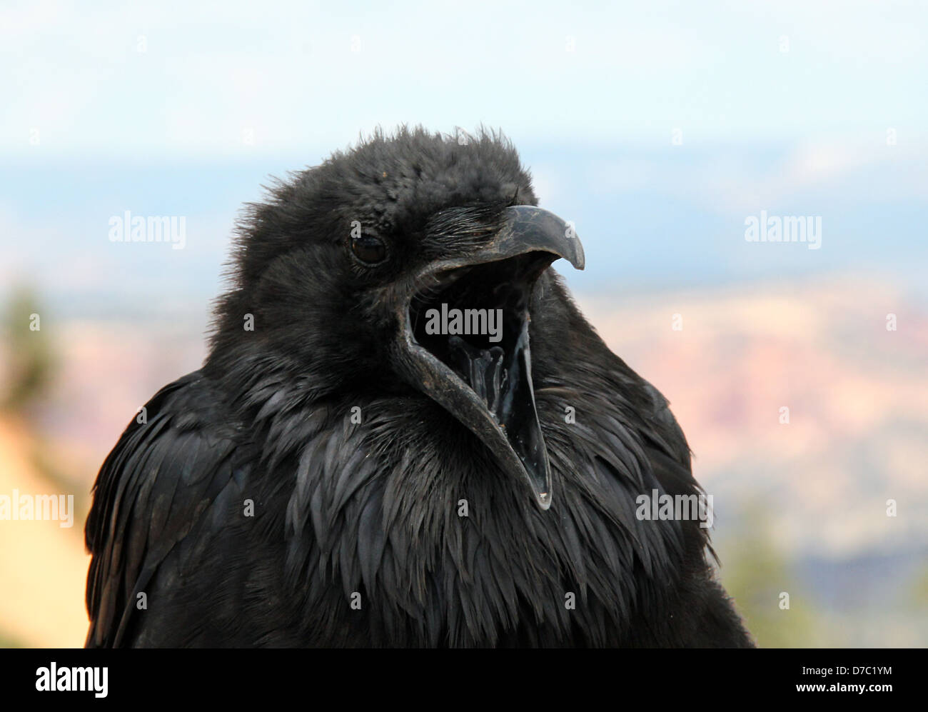 Raven with open mouth hires stock photography and images Alamy