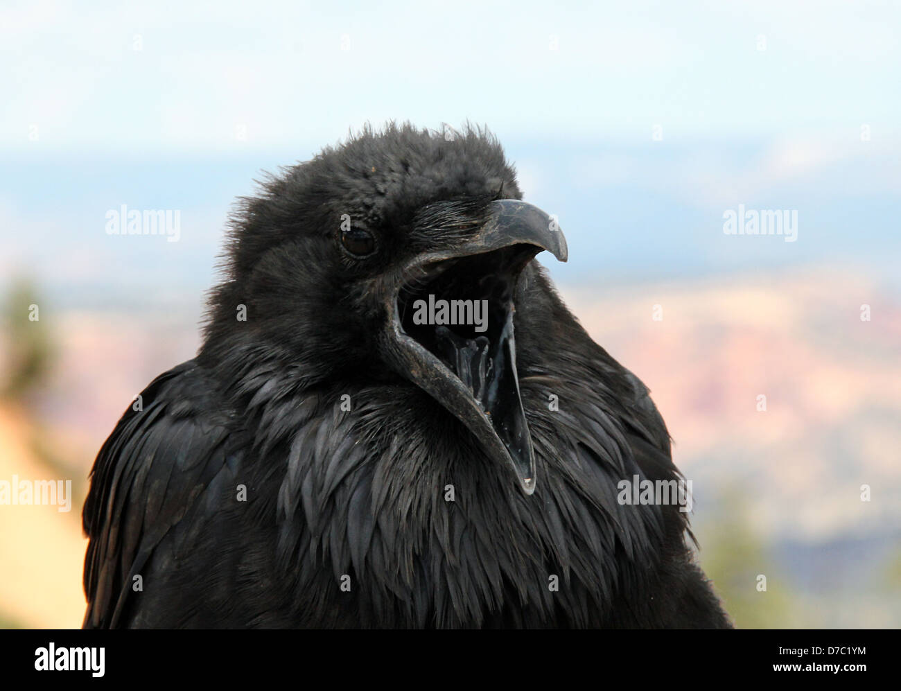 Raven With Open Mouth in Bryce Canyon, Utah, USA Stock Photo