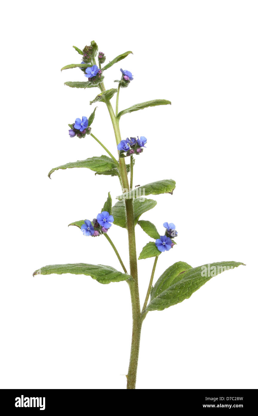 Green Alkanet wild flower and foliage isolated against white Stock Photo
