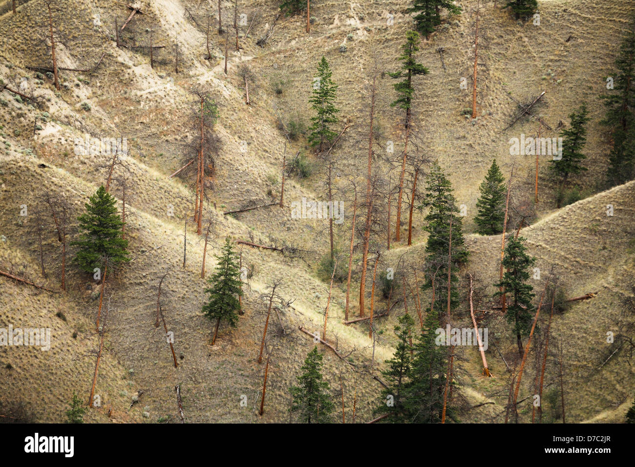 Dry grassy slopes spotted with pine trees;Kamloops british columbia canada Stock Photo