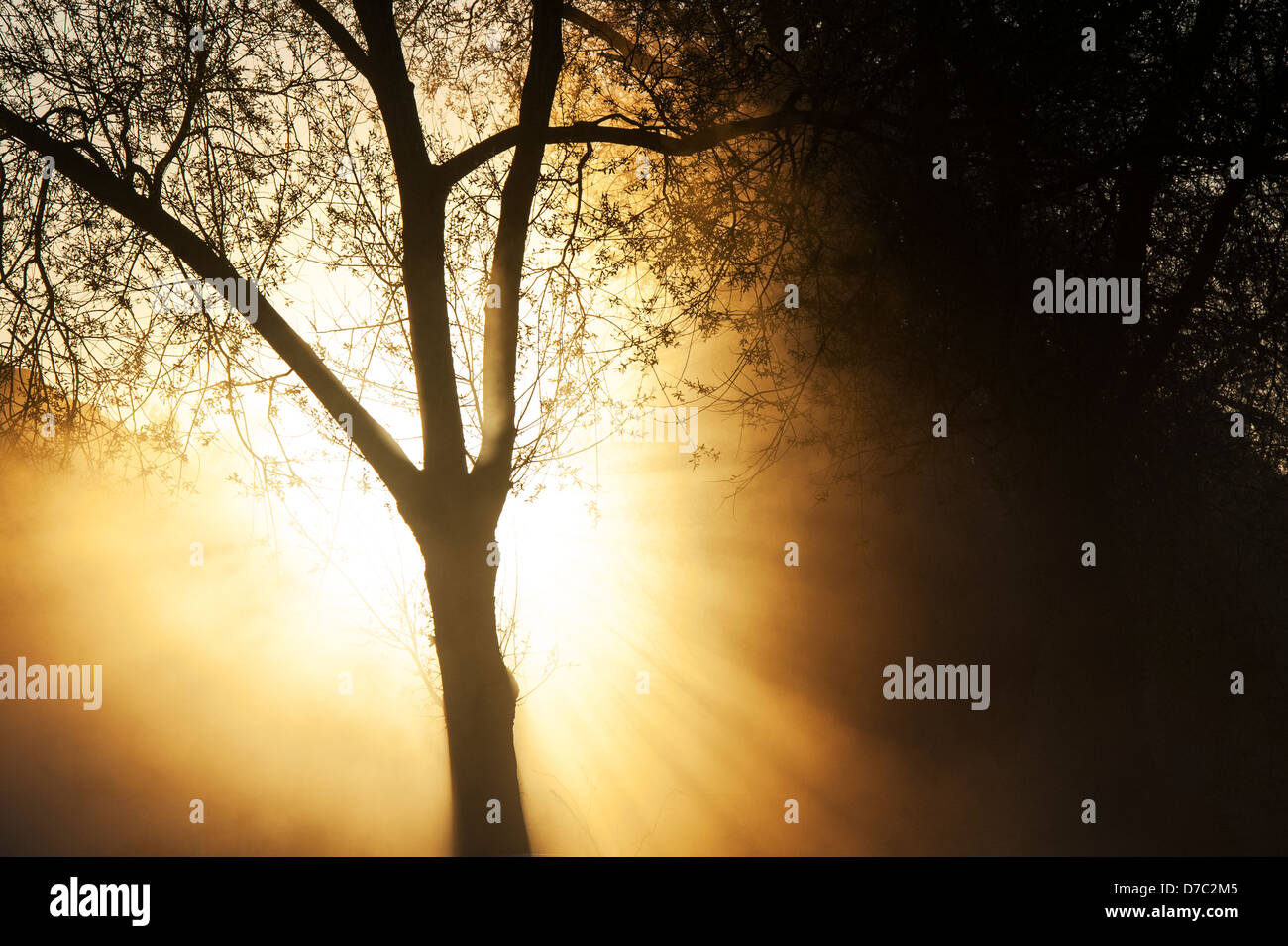 Silhouette tree in front of a sunrise. English countryside Stock Photo