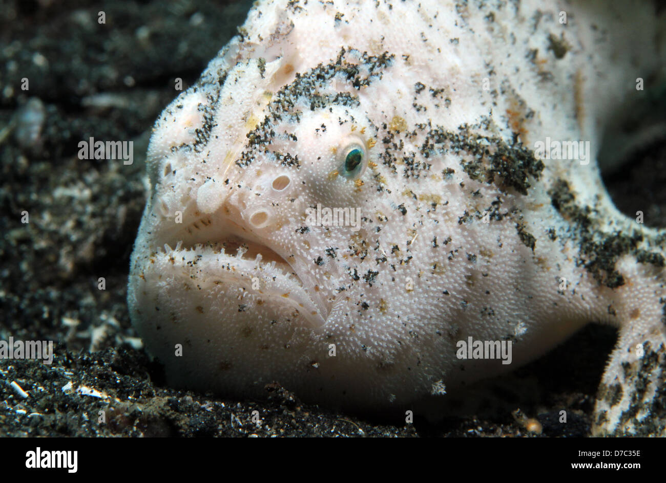 Close-up of Juvenile Shaggy Frogfish (Antennarius Hispidus), Lembeh Strait, Indonesia Stock Photo