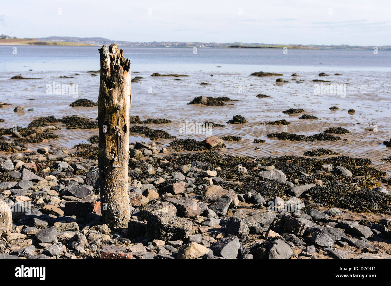 Wooden post on a beach at Strangford Lough Stock Photo
