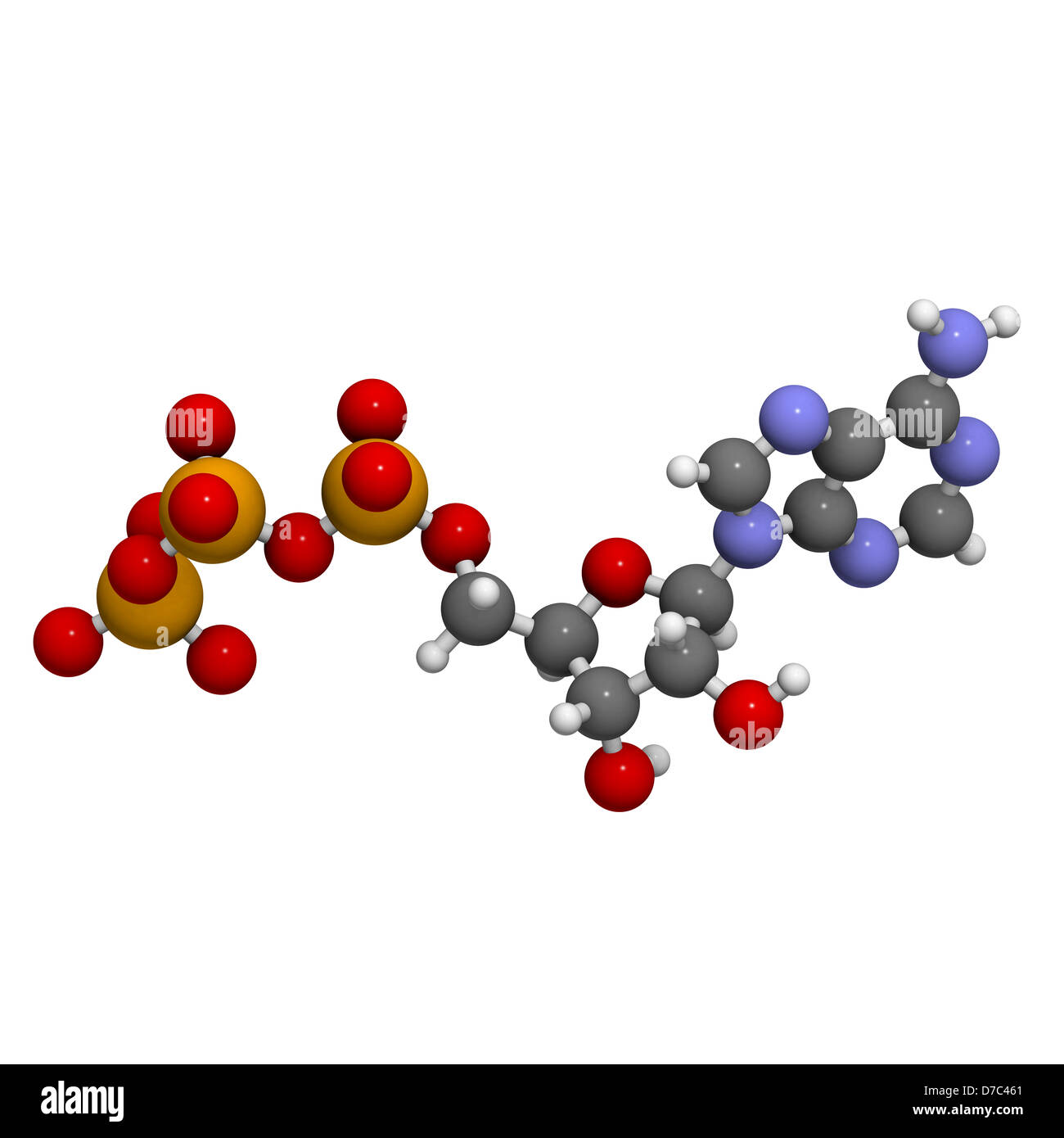 Adenosine triphosphate (ATP) energy transport molecule, chemical structure. ATP is the main energy transport molecule in biology Stock Photo