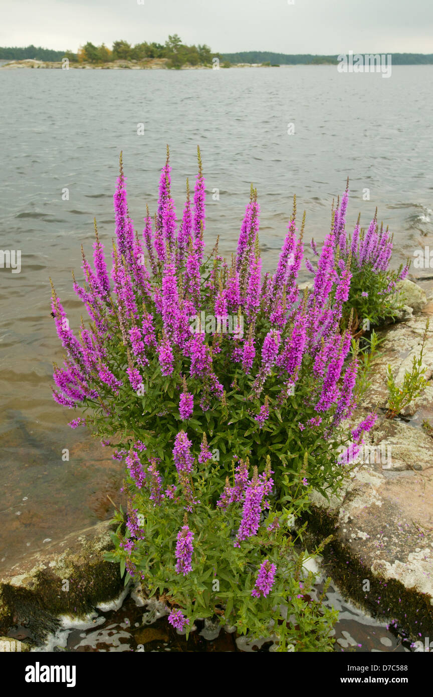 Purple Loosestrife wildflowers, Lythrum saliaria, at the small islands Moskjæra in the lake Vansjø in Østfold, Norway. Stock Photo
