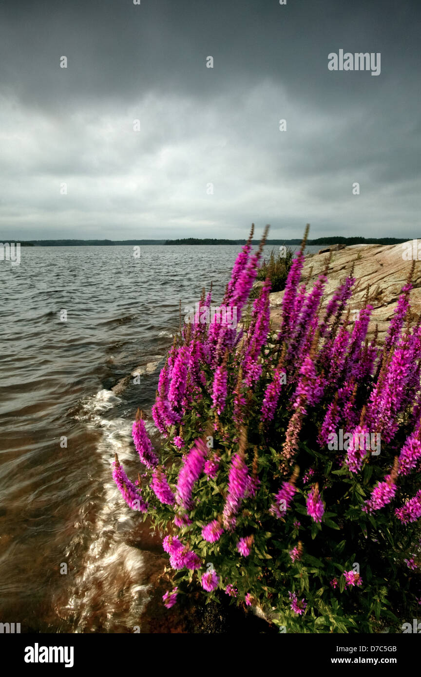 Purple Loosestrife wildflowers, Lythrum saliaria, at the small islands Moskjæra in the lake Vansjø in Østfold, Norway. Stock Photo