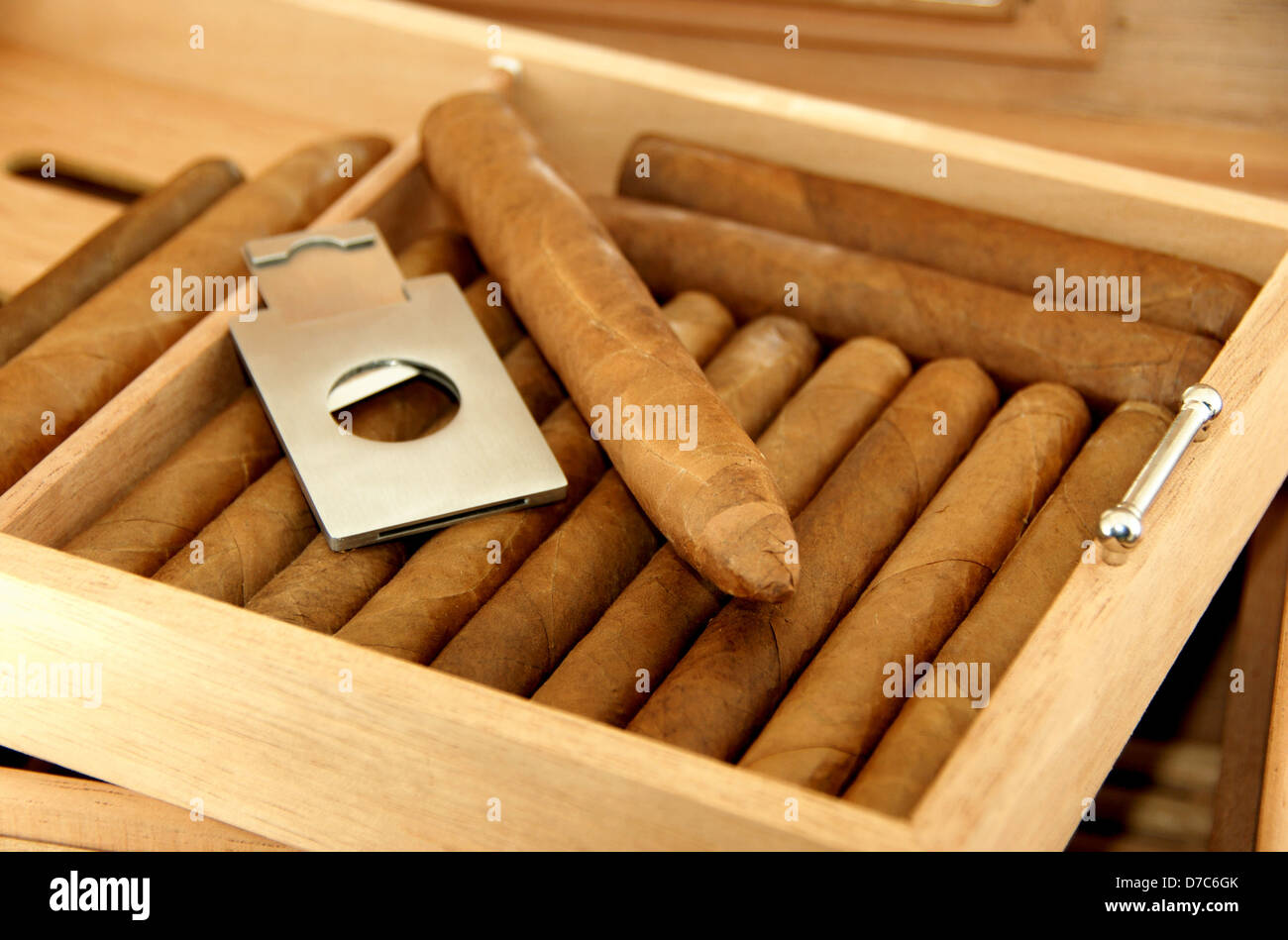 Collection of cigars in open humidor. Close-up. Stock Photo