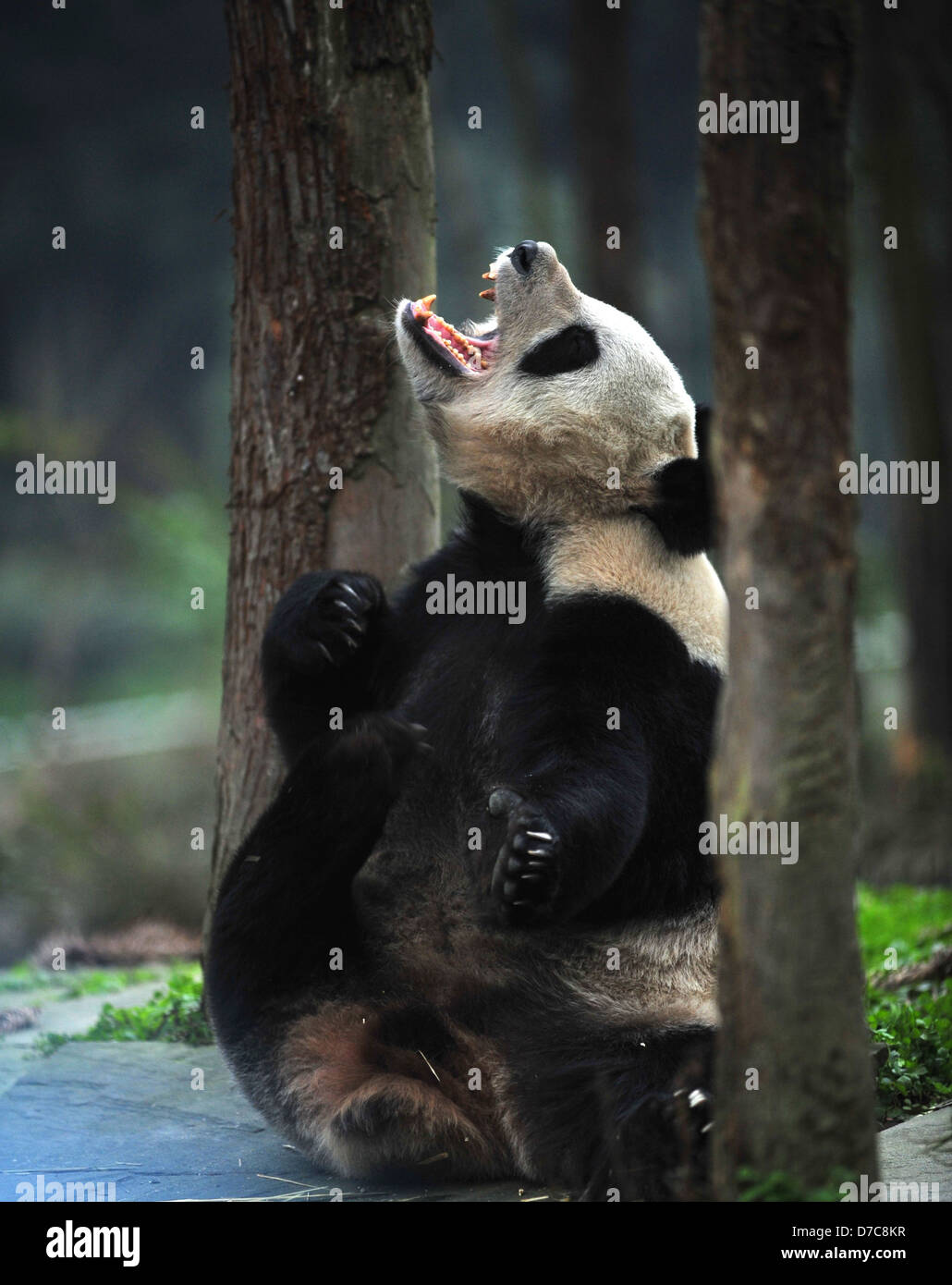 Panda Tian Tian yells at the Bifengxia Panda Base in Ya'an, in southwest China's Sichuan province. The giant panda, whose name Stock Photo