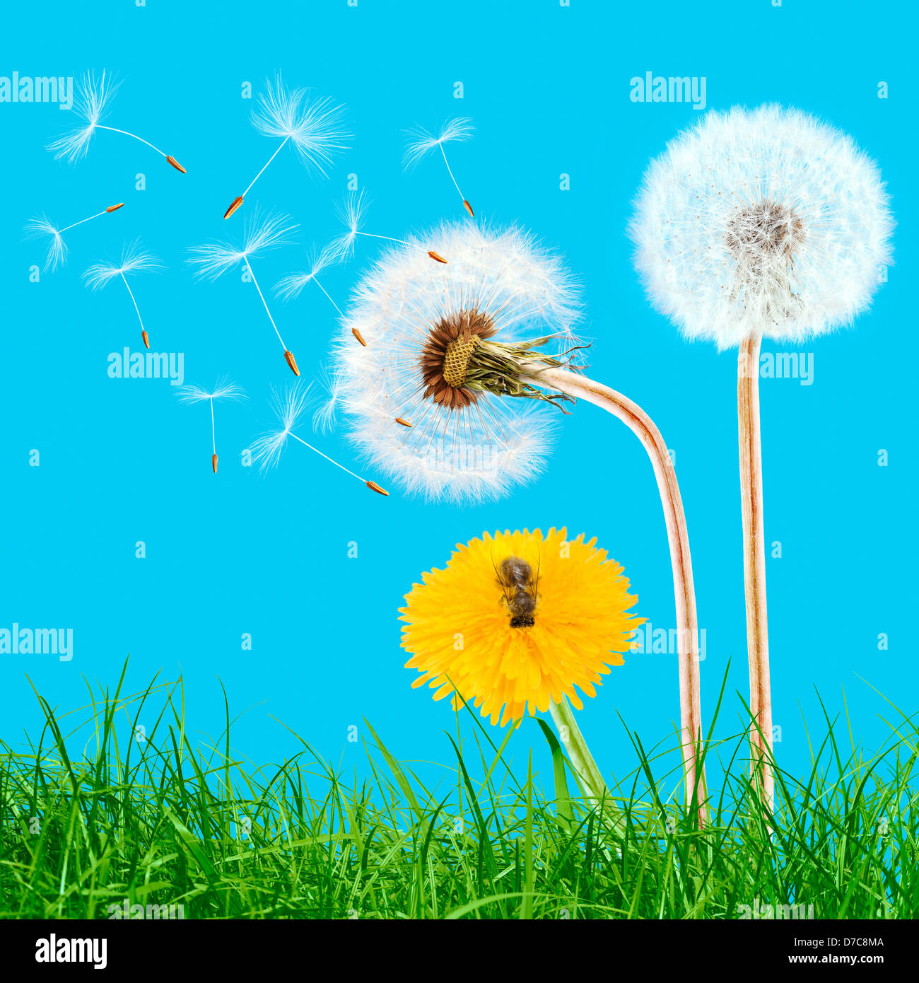 Three dandelions with bee hi-res stock photography and images - Alamy