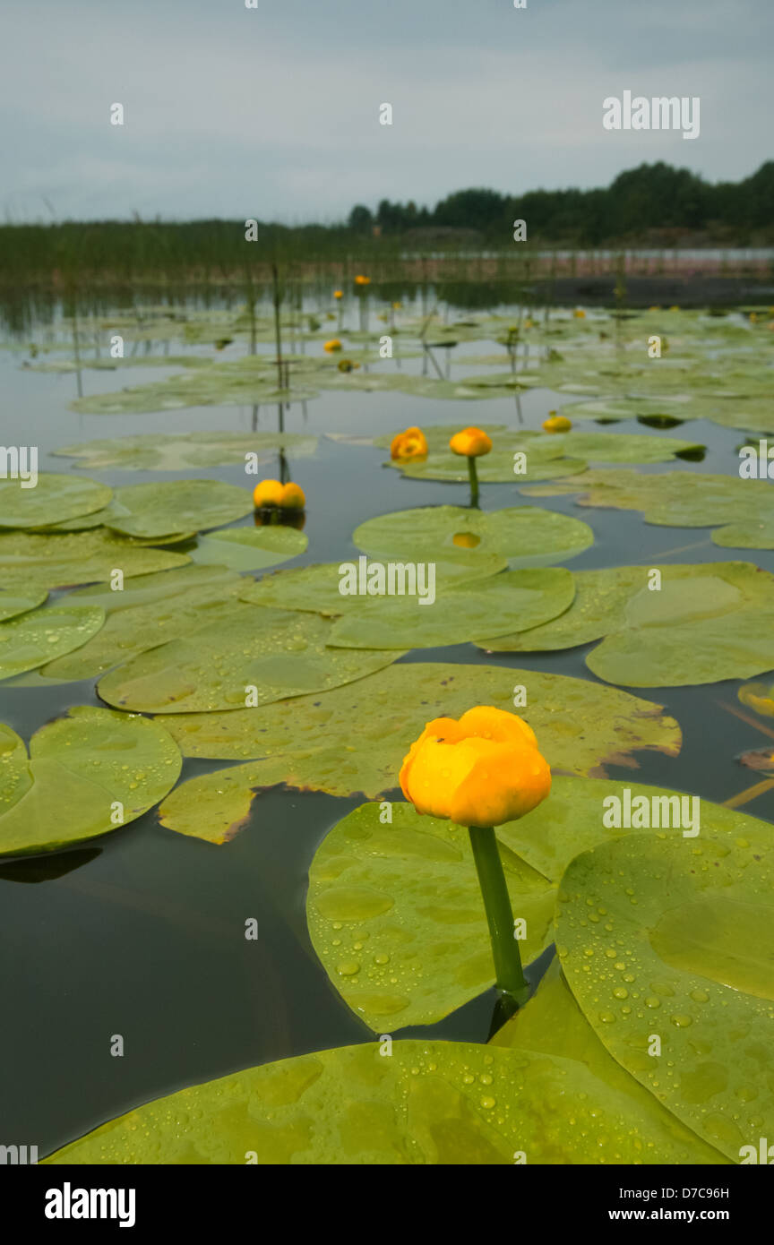 Yellow water lilies, Nuphar lutea, in the lake Vansjø in Østfold, Norway. Vansjø is a part of the water system called Morsavassdraget. Stock Photo