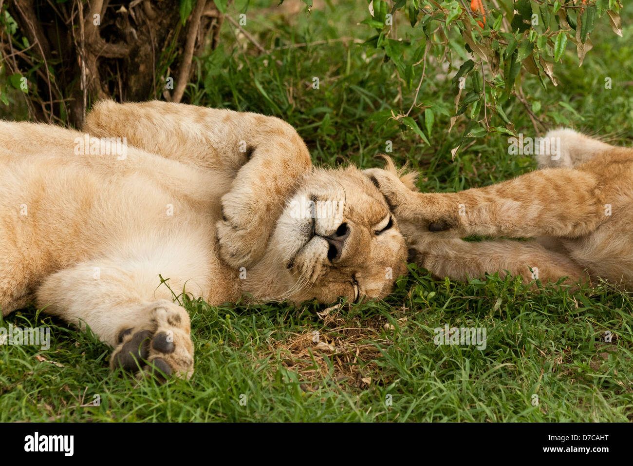 Two Young Male Lion Cubs (Panthera leo) Sleeping with one pushing paws on the other ones head on the Masai Mara National Reserve Stock Photo