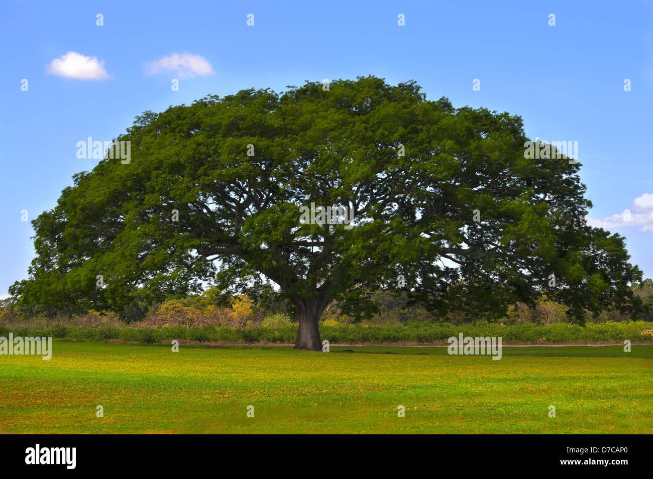 Huge tree in the middle of a green field with a blue sky Stock Photo