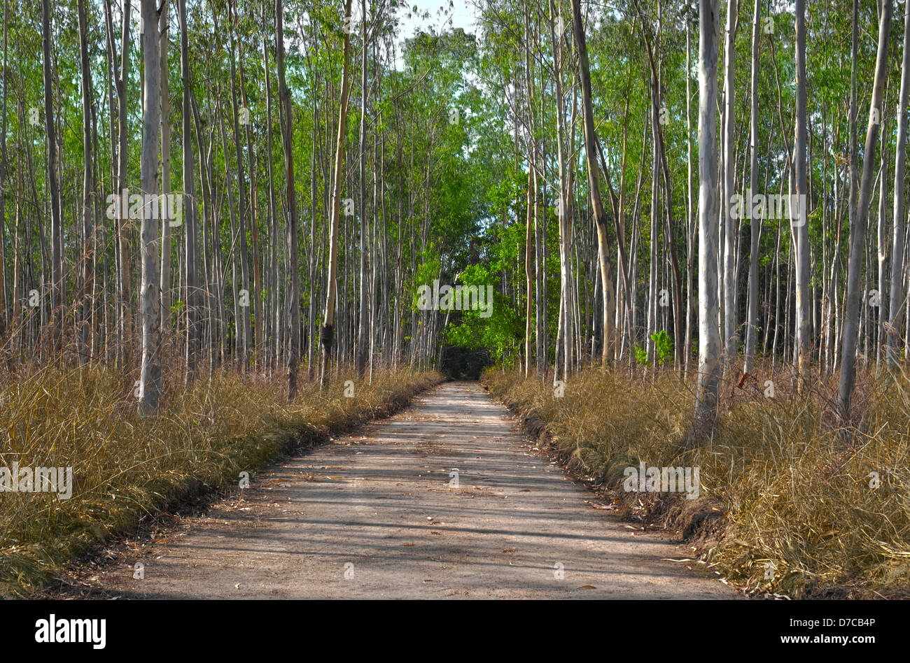 Middle of the tree road hi-res stock photography and images - Alamy