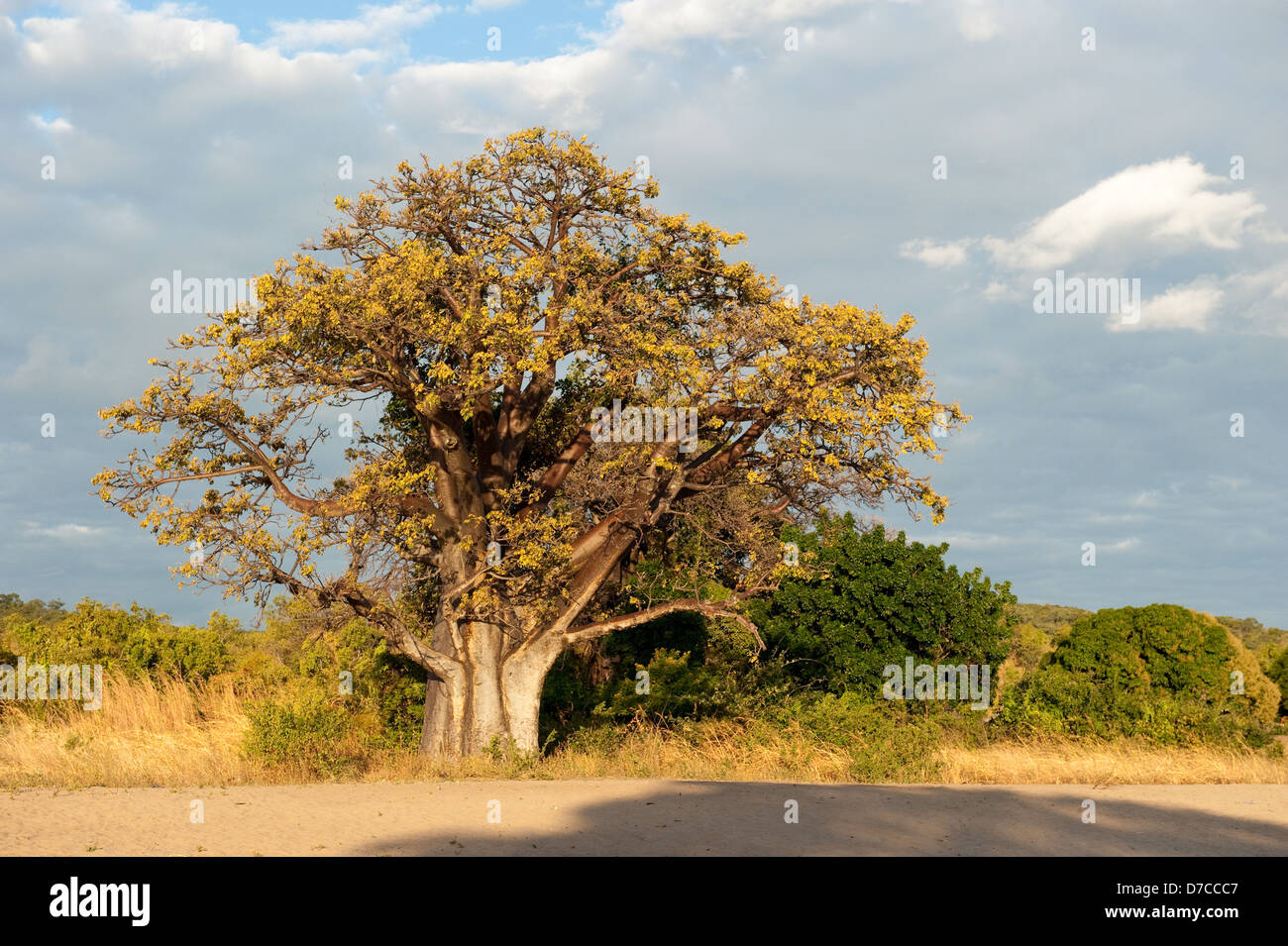 Baobab on the beach on the shore of lake Niassa, Mozambique Stock Photo
