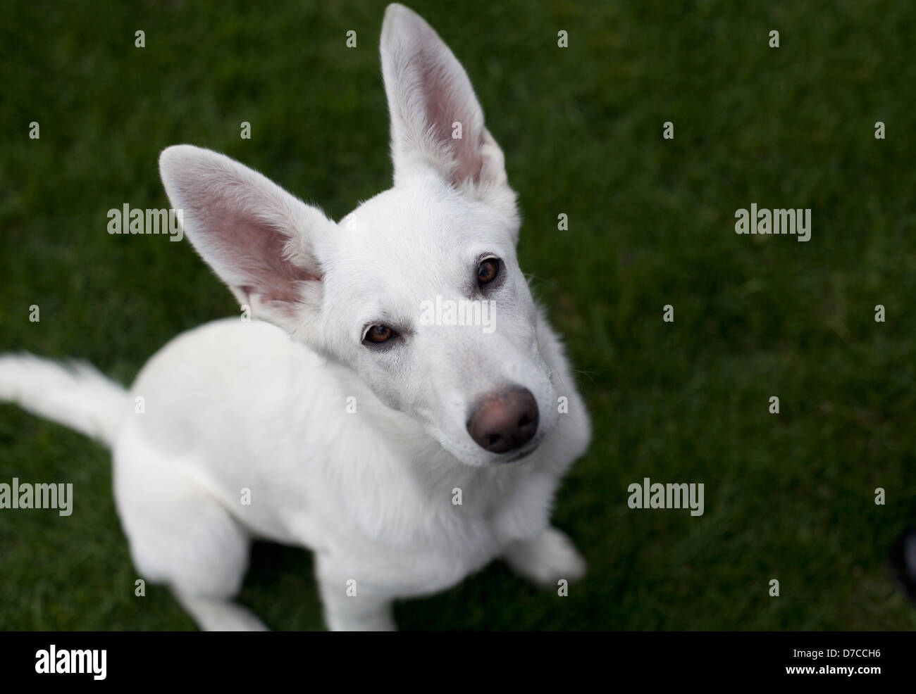 Portrait of a white German Shepherd puppy sitting on green grass. Stock Photo