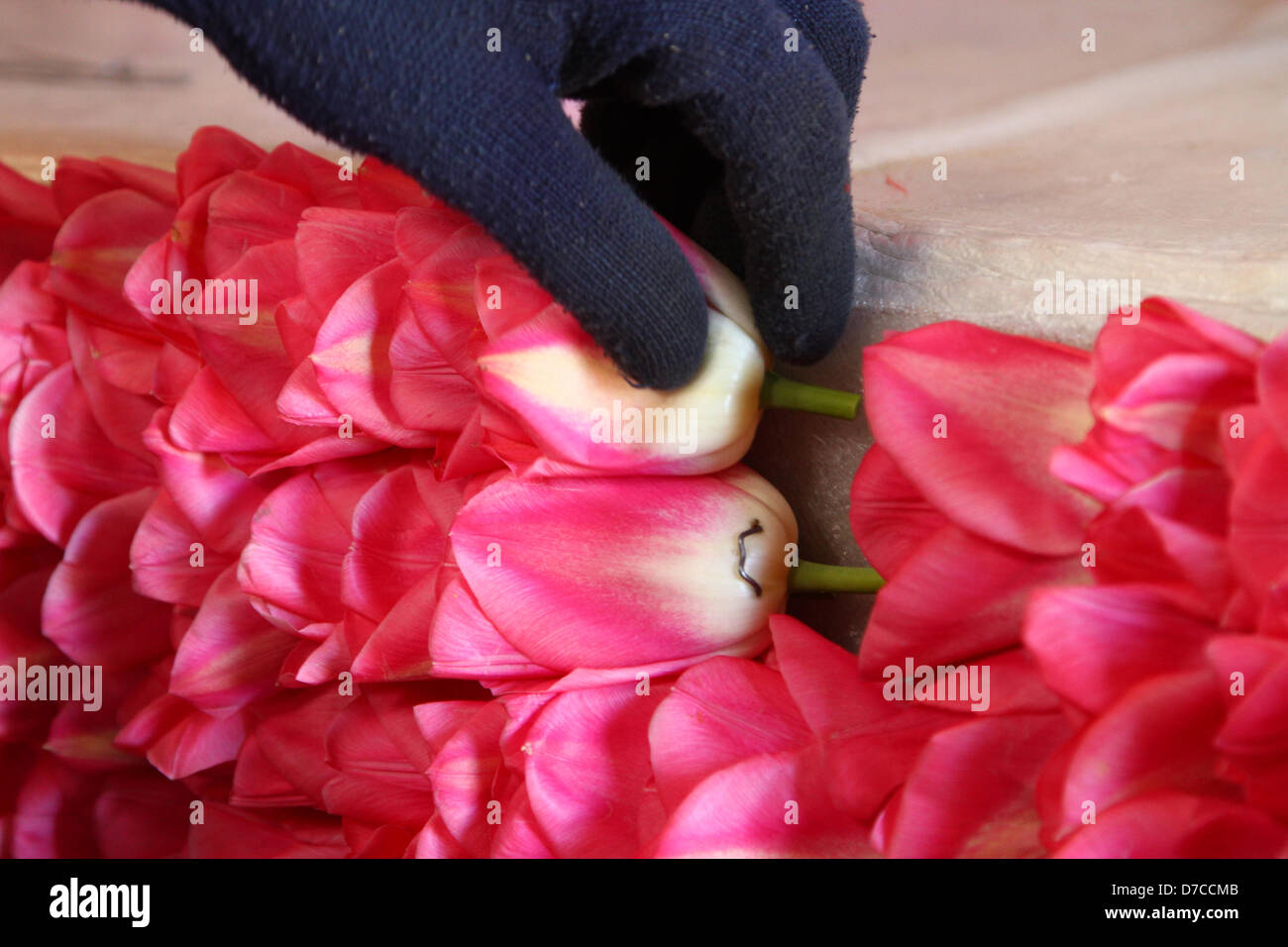 Spalding flower parade hires stock photography and images Alamy