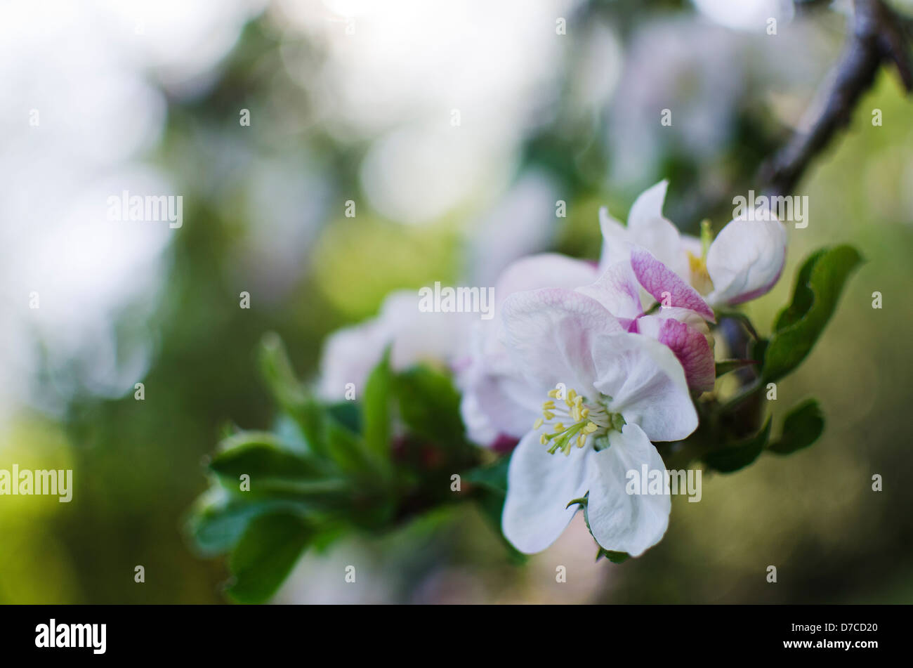 Cherry blossom on unfocused background , spring scene Stock Photo - Alamy
