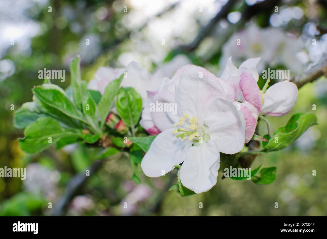 Cherry blossom on unfocused background , spring scene Stock Photo - Alamy