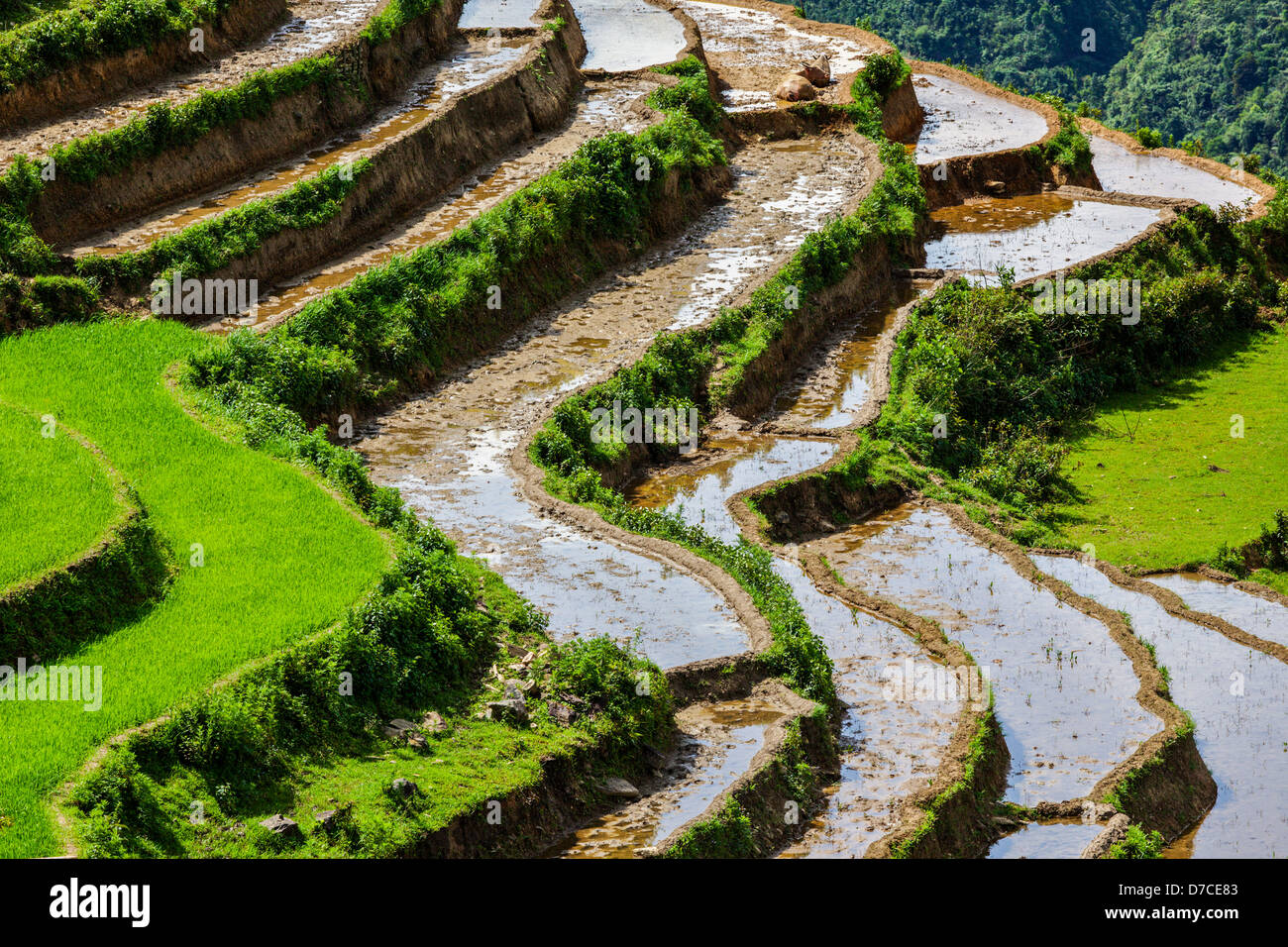 Rice field terraces (rice paddy). Near Cat Cat village, near Sapa ...