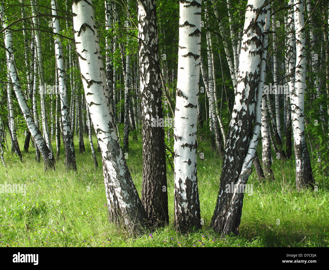Birch trees in a summer forest Stock Photo Alamy