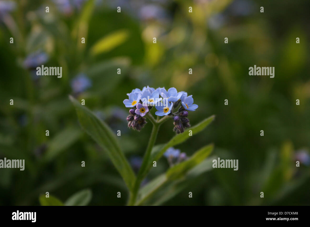 Wild Blue Flowers Stock Photo - Alamy