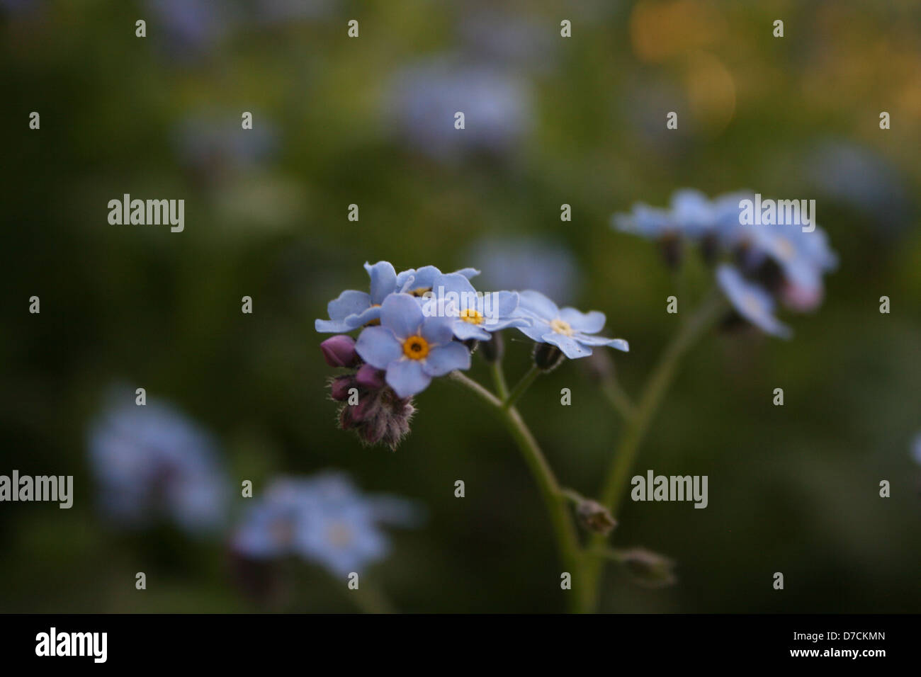 Wild Blue Flowers Stock Photo - Alamy