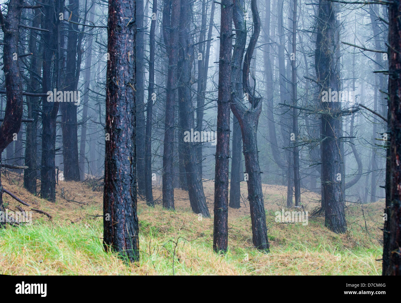 Mature conifer woodland in wet misty conditions Stock Photo