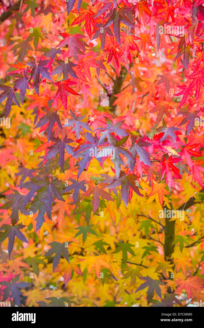 Acer Palmatum, Japanese Maple, Norfolk, England October Stock Photo